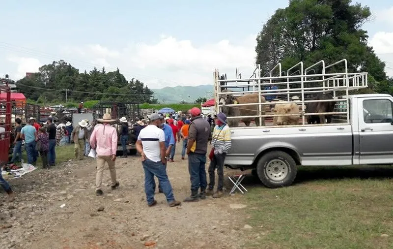 Reportan que comando armado supuestamente plagió a diez personas en Tianguis Ganadero de Zitácuaro