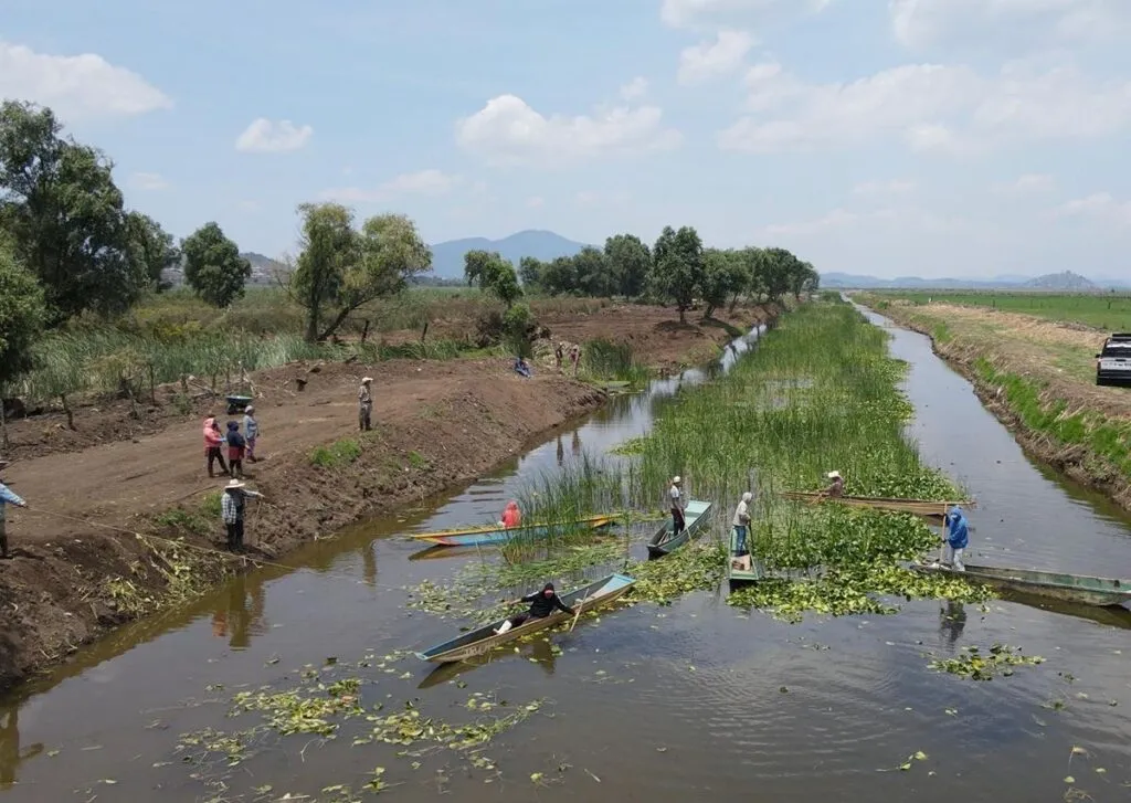 Rescate del canal de Erongarícuaro revitaliza ecosistema y economía local: Compesca-2