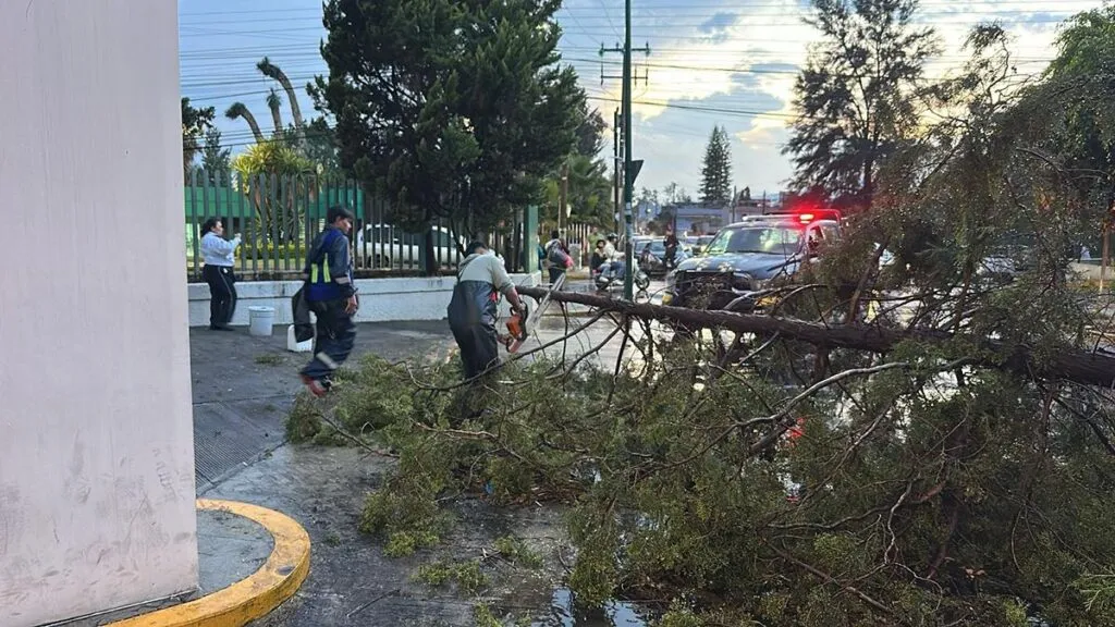 Suman 16 árboles caídos en Morelia por fuerteslluvias