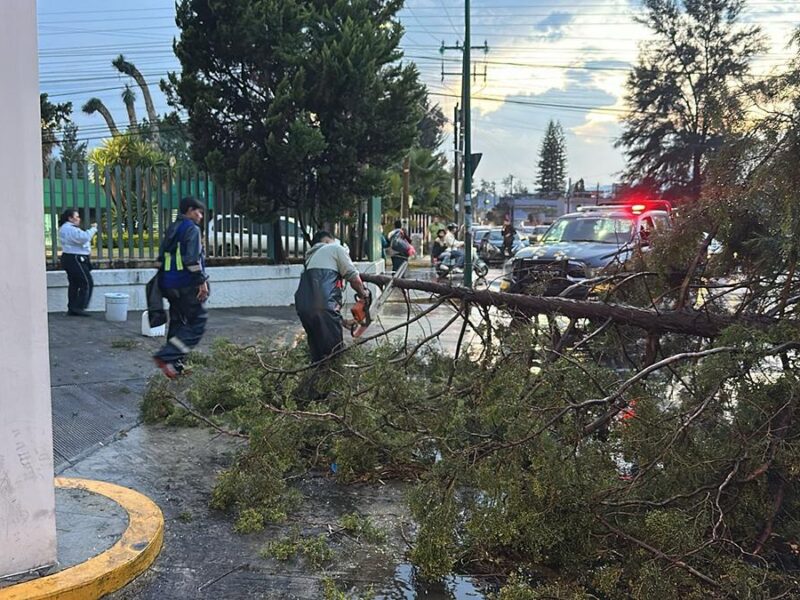 Suman 16 árboles caídos en Morelia por fuerteslluvias