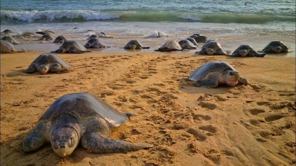 Tortugas marinas en playas de Michoacán