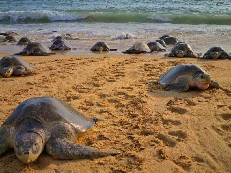Tortugas marinas en playas de Michoacán
