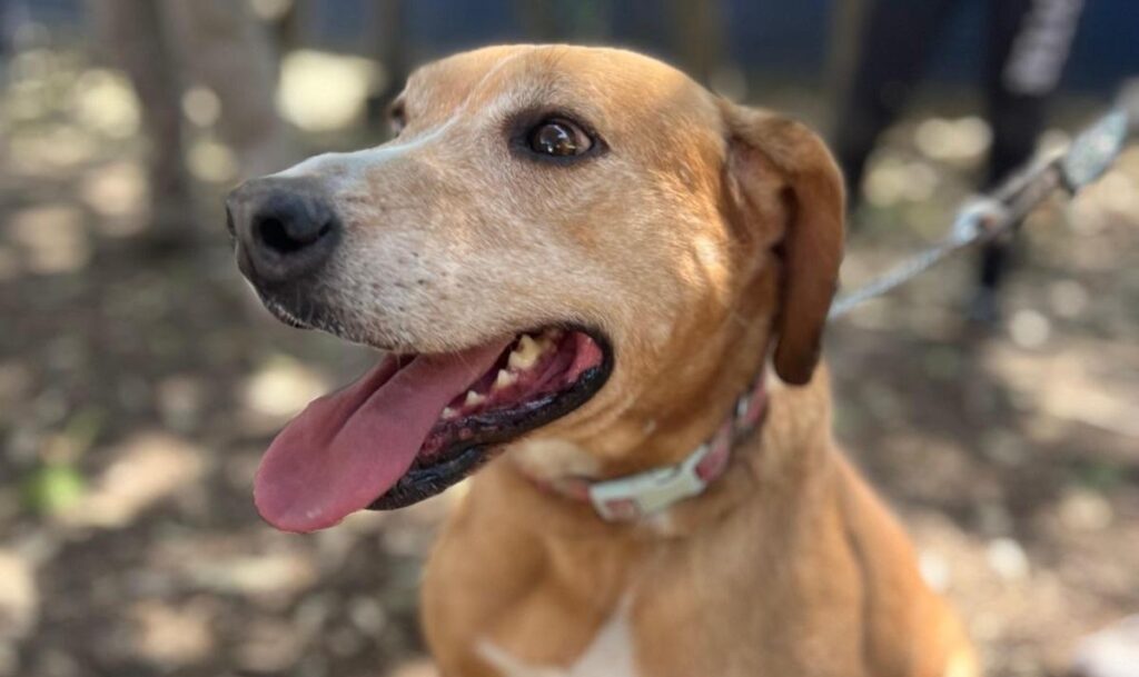 Anuncia SSM campaña de esterilización animal gratuita en Yurécuaro y Morelia