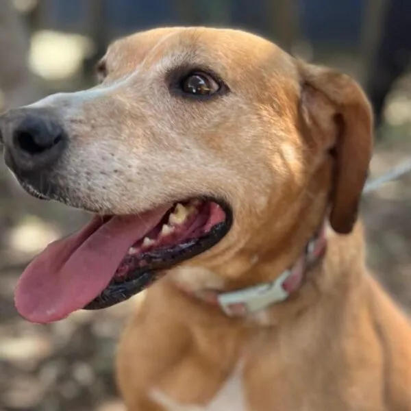 Anuncia SSM campaña de esterilización animal en Yurécuaro y Morelia