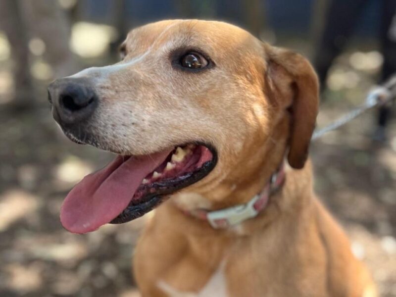 Anuncia SSM campaña de esterilización animal gratuita en Yurécuaro y Morelia