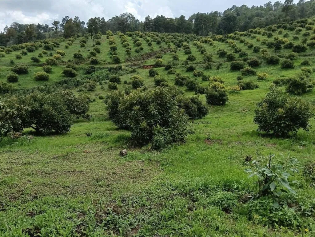 Asegura Fiscalía predio relacionado con delitos ambientales en Michoacán-1