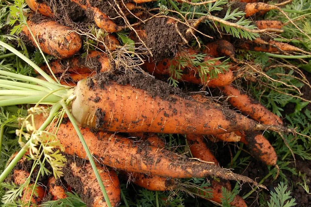 Aseguran más de 15 millones de pesos en metanfetamina oculta entre zanahorias en la frontera