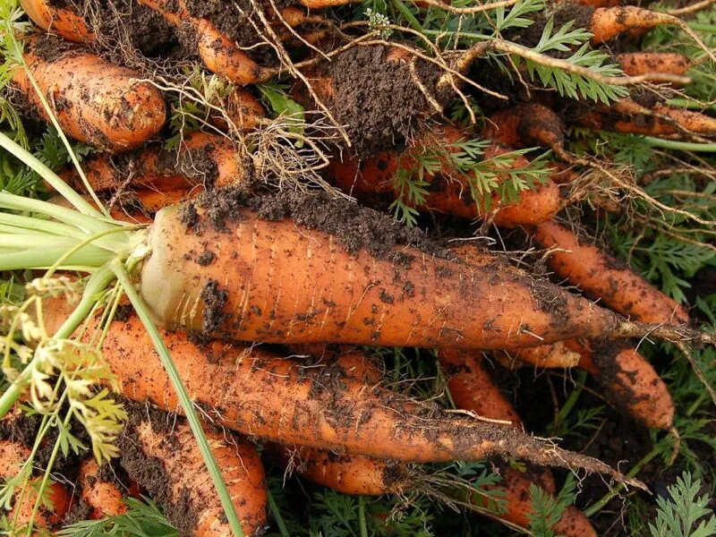 Aseguran más de 15 millones de pesos en metanfetamina oculta entre zanahorias en la frontera