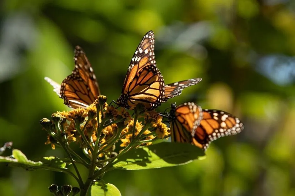 Biosfera de la Monarca, un tesoro natural