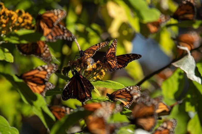 Biosfera de la Monarca, un tesoro natural que cumple 17 años como Patrimonio Mundial