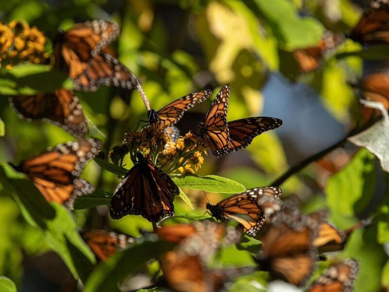 Biosfera de la Monarca, un tesoro natural que cumple 17 años como Patrimonio Mundial