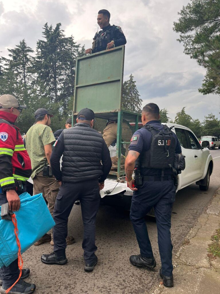 Capturan a un puma en Pátzcuaro; será evaluado en el Zoológico de Morelia-1
