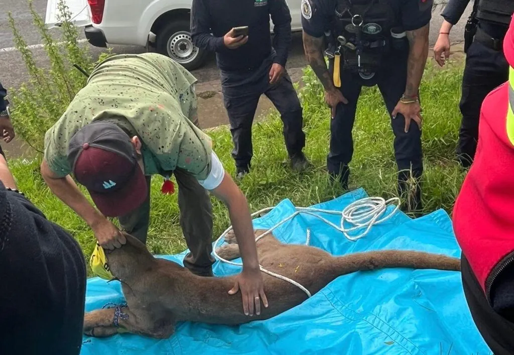Capturan a un puma en Pátzcuaro; será evaluado en el Zoológico de Morelia