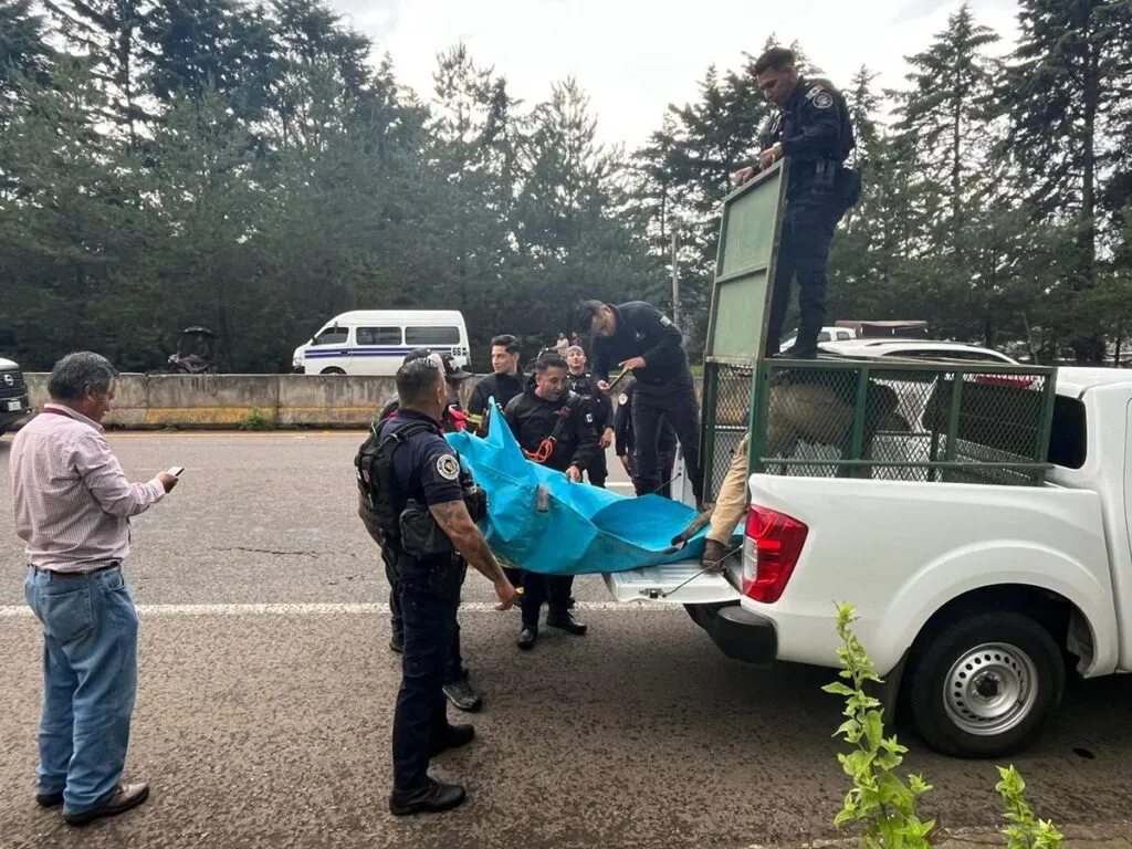 Capturan a un puma en Pátzcuaro; será evaluado en el Zoológico de Morelia-2