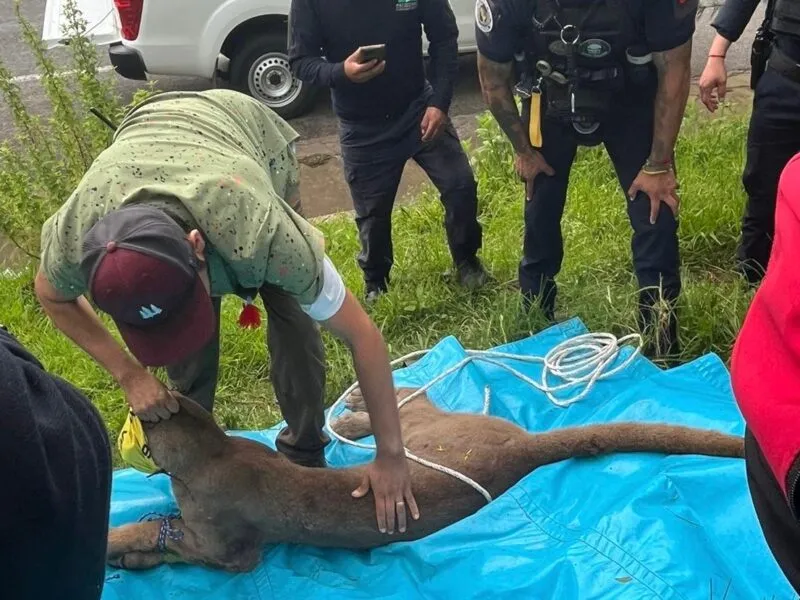Capturan a un puma en Pátzcuaro; será evaluado en el Zoológico de Morelia