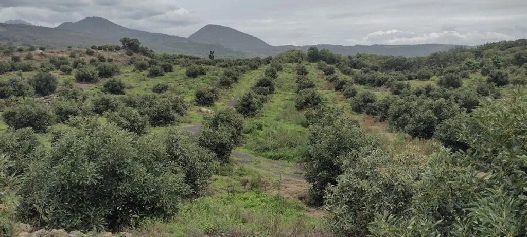 Catea FGE predio por plantación ilegal de aguacate en Capula