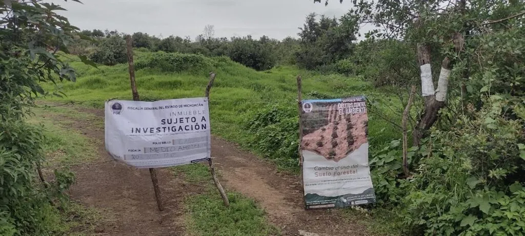 Catea FGE un predio relacionado con plantación ilegal de aguacate en Capula