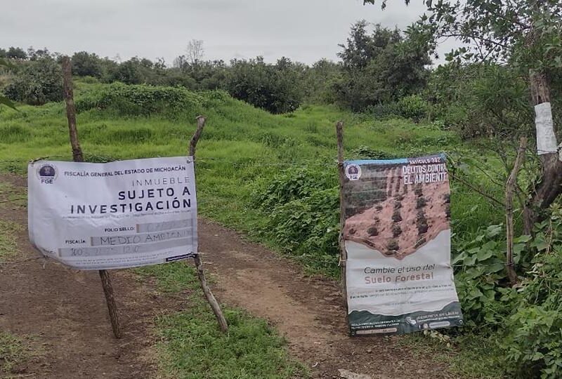 Catea FGE un predio relacionado con plantación ilegal de aguacate en Capula