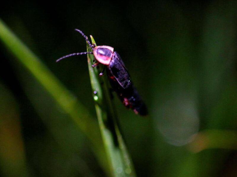 Disfruta la magia de las luciérnagas este verano en Michoacán: Sectur