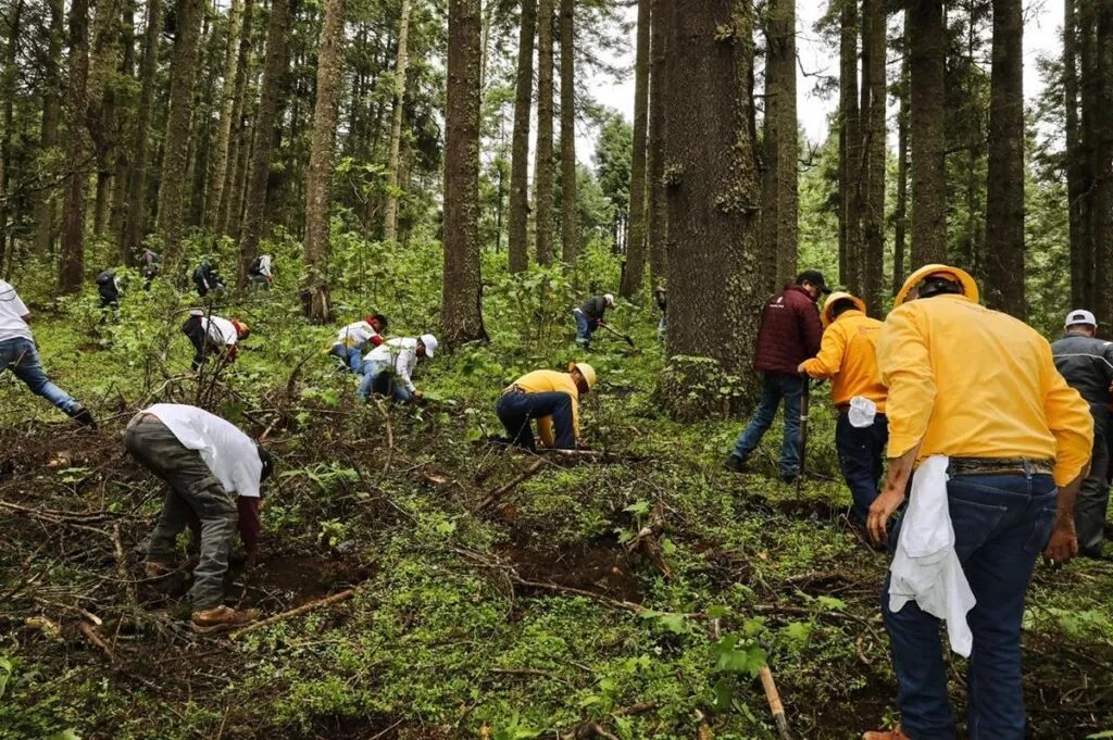“Ejército verde” llega a 10 municipios de Michoacán con reforestación simultánea