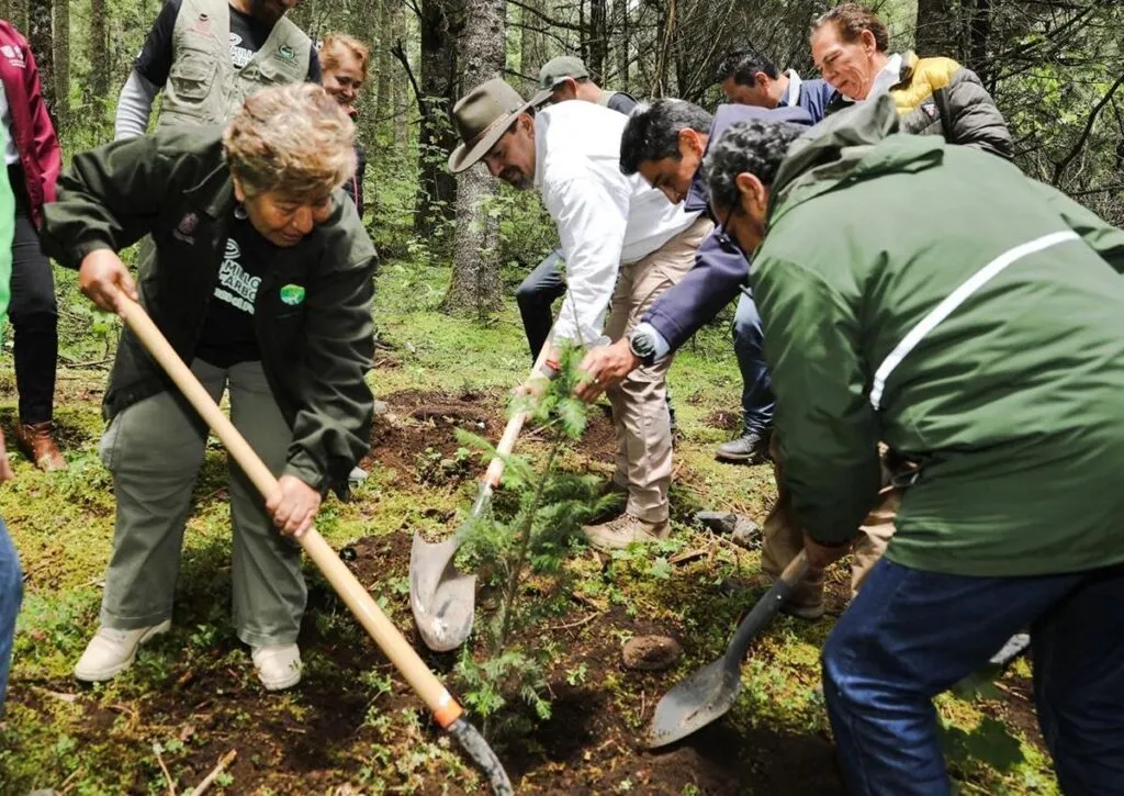 “Ejército verde” llega a 10 municipios de Michoacán con reforestación simultánea-2