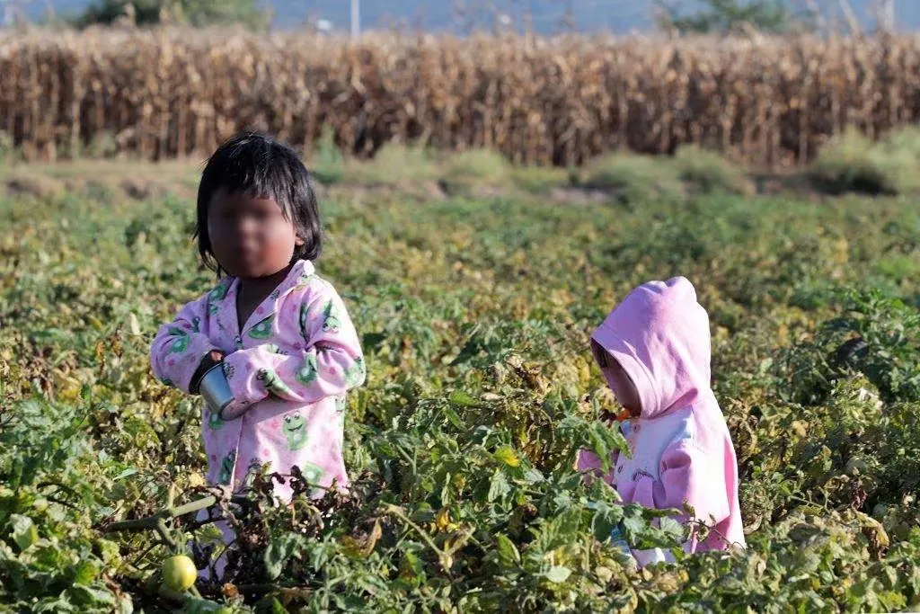 El trabajo infantil en Michoacán