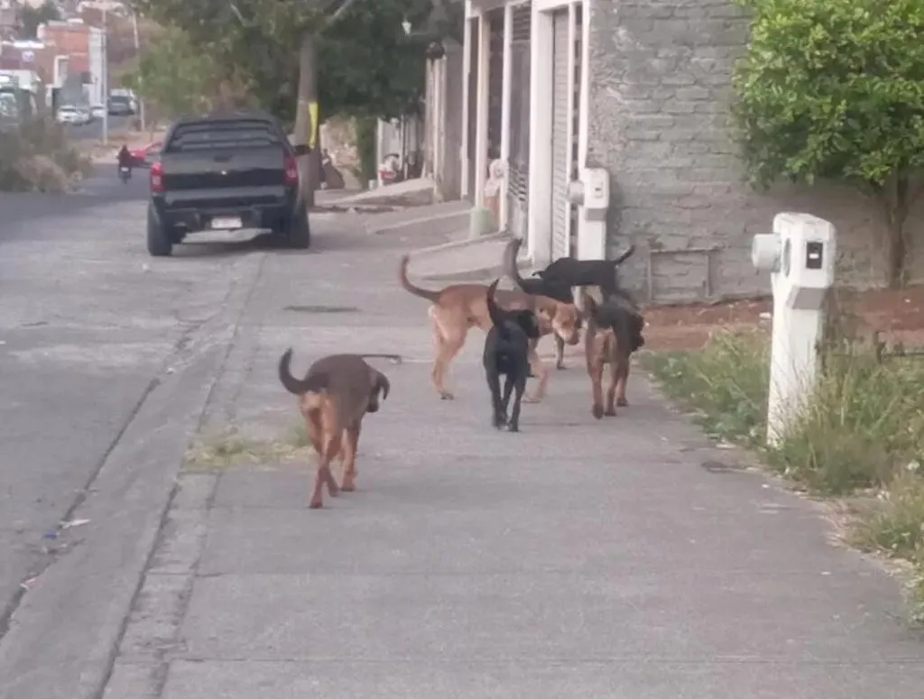 En Día del Perro Callejero, reprochan animalistas pocas esterilizaciones en Morelia