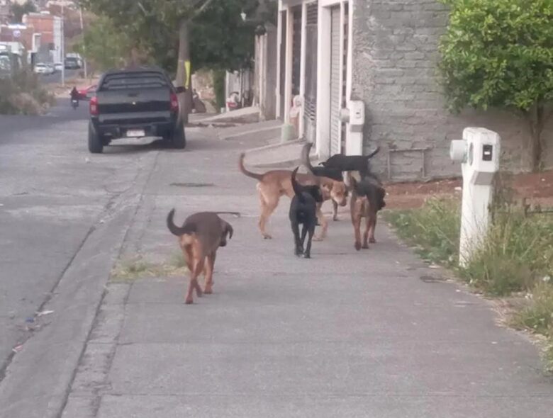 En Día del Perro Callejero, reprochan animalistas pocas esterilizaciones en Morelia