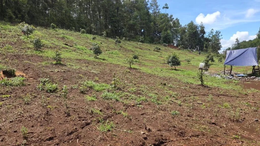 En Tacámbaro detecta FGE cultivos no autorizados