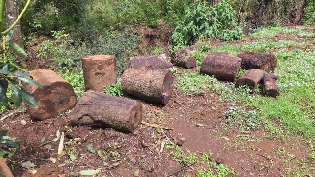 En Tacámbaro detecta FGE tala ilegal y cultivos no autorizados