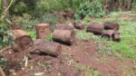 En Tacámbaro detecta FGE tala ilegal y cultivos no autorizados