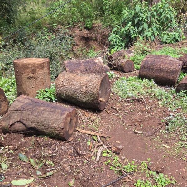 En Tacámbaro detecta FGE tala ilegal y cultivos no autorizados