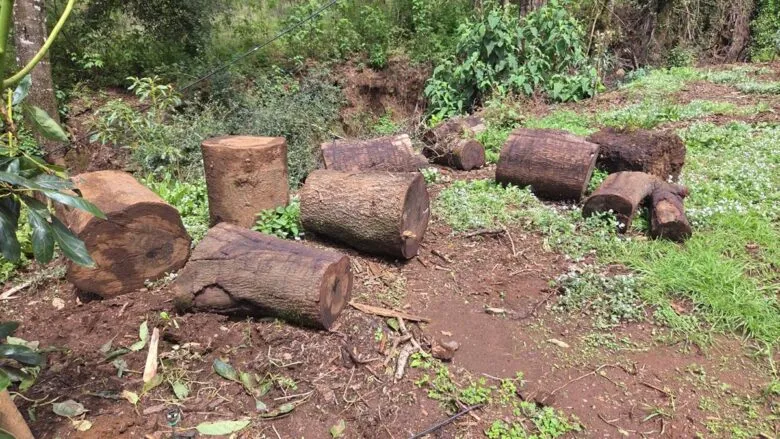 En Tacámbaro detecta FGE tala ilegal y cultivos no autorizados
