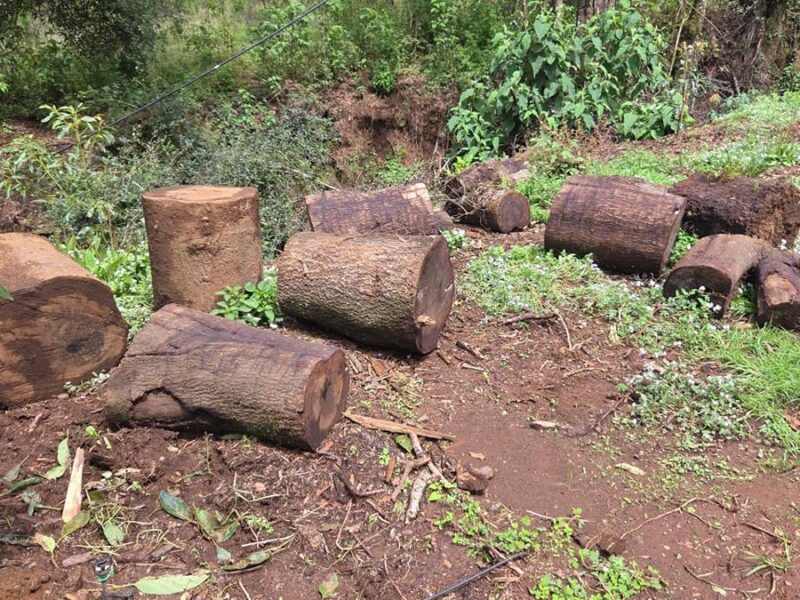 En Tacámbaro detecta FGE tala ilegal y cultivos no autorizados