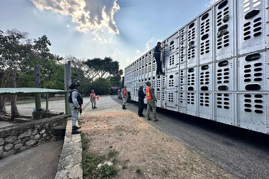 Exige Gobierno de México a EU no cerrar la frontera al ganado por "cualquier pretexto"