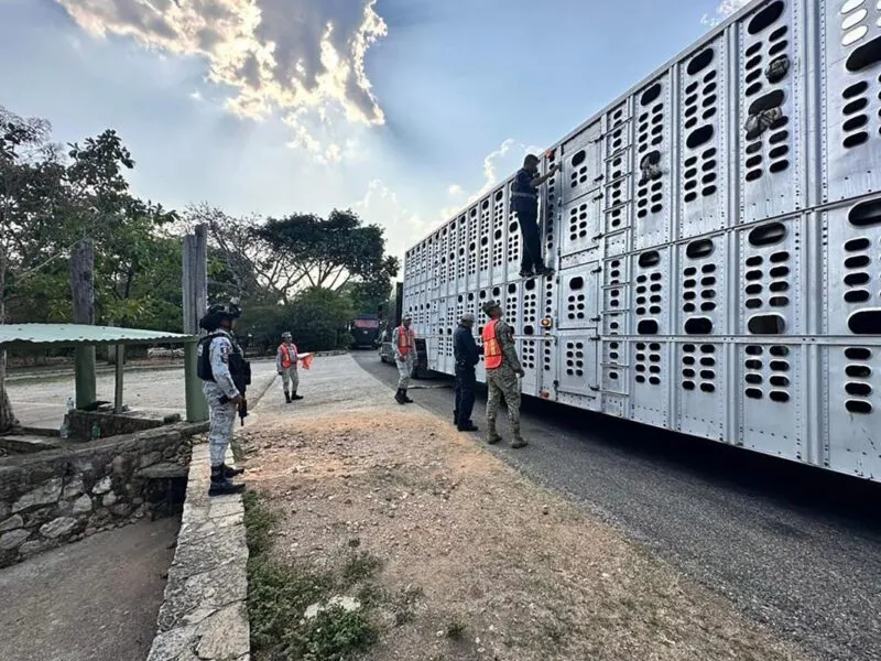 Exige Gobierno de México a EU no cerrar la frontera al ganado por "cualquier pretexto"