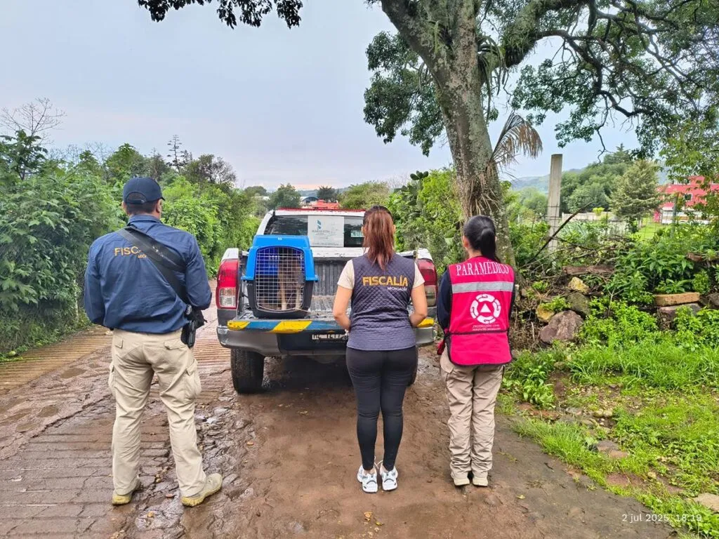 FGE de Michoacán Rescata a perro maltratado en Senguio tras cateo 1
