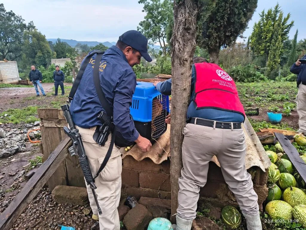 FGE de Michoacán Rescata a perro maltratado en Senguio tras cateo