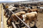 Berdegué supervisa plan contra gusano barrenador en Chiapas