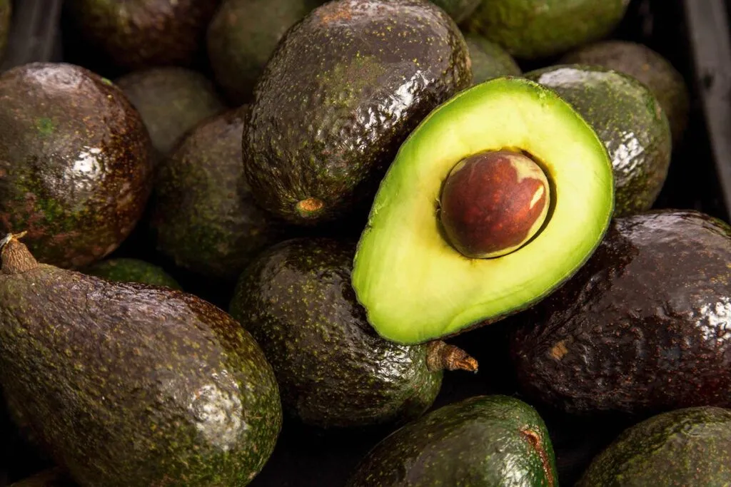 ¿Ganarán terreno a Michoacán? Nayarit se alista para exportar aguacate a Asia