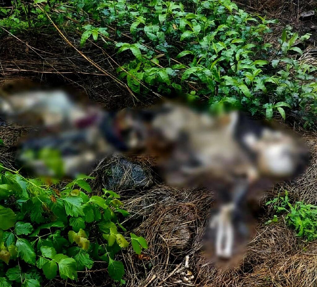 Investigan el hallazgo de una osamenta humana en Buenavista, Michoacán-1