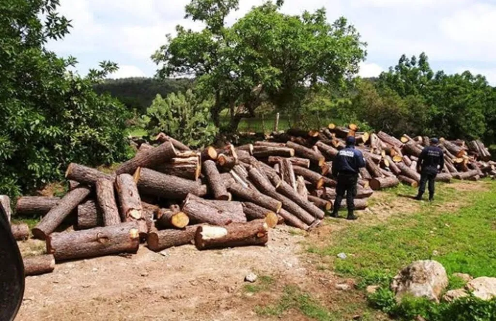 Investigan tala de árboles en Tangancícuaro
