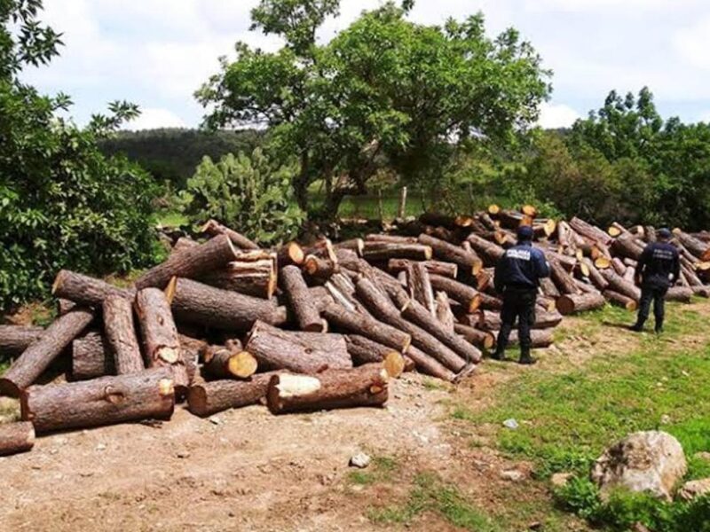 Investigan tala de árboles en Tangancícuaro