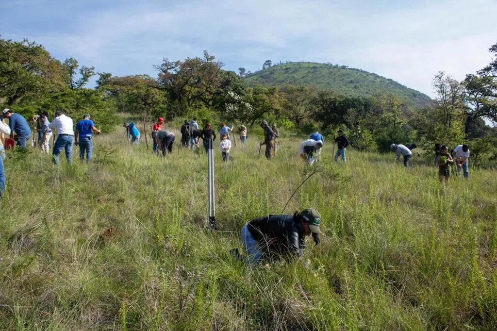 Jóvenes reforestan bosque en Hidalgo; plantan más de 8 mil árboles