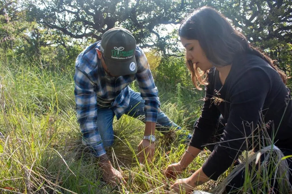Jóvenes reforestan bosque en Hidalgo; plantan más de 8 mil árboles-3