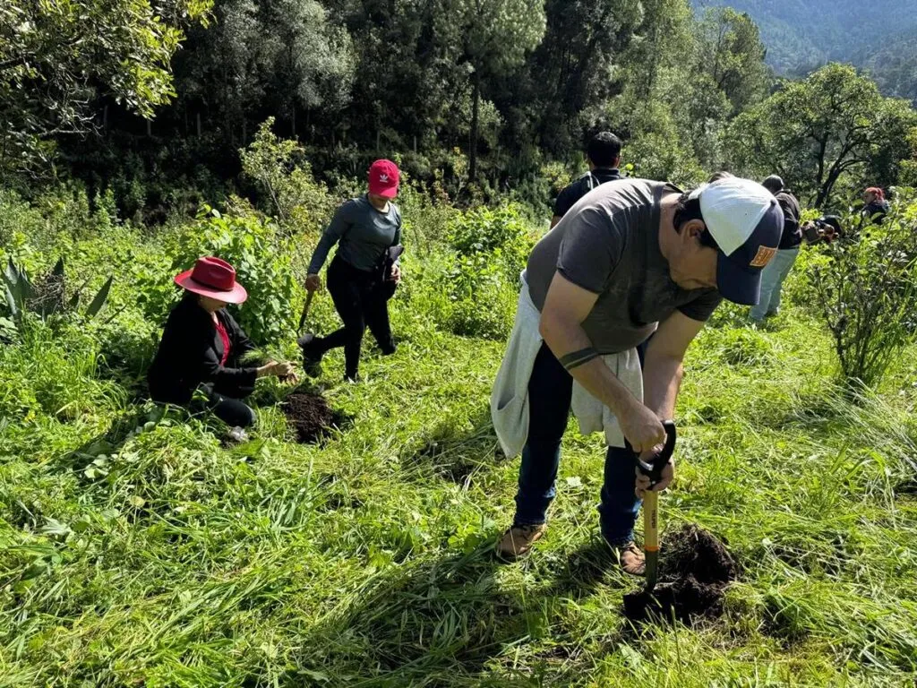 jóvenes reforestan Queréndaro; plantan más de 10 mil árboles