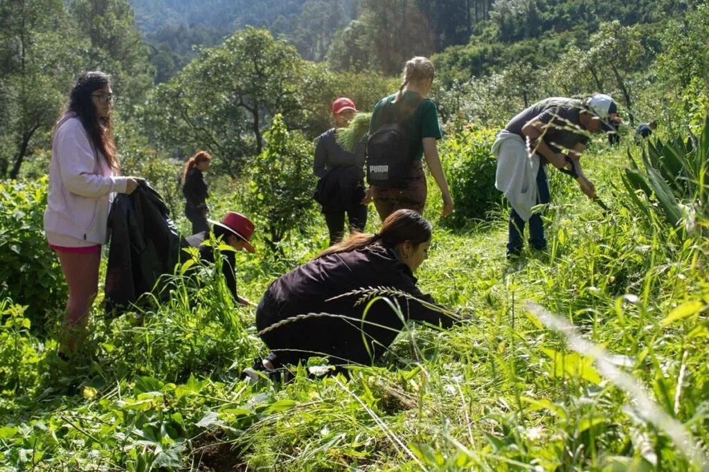 jóvenes reforestan Queréndaro; plantan más de 10 mil árboles-3