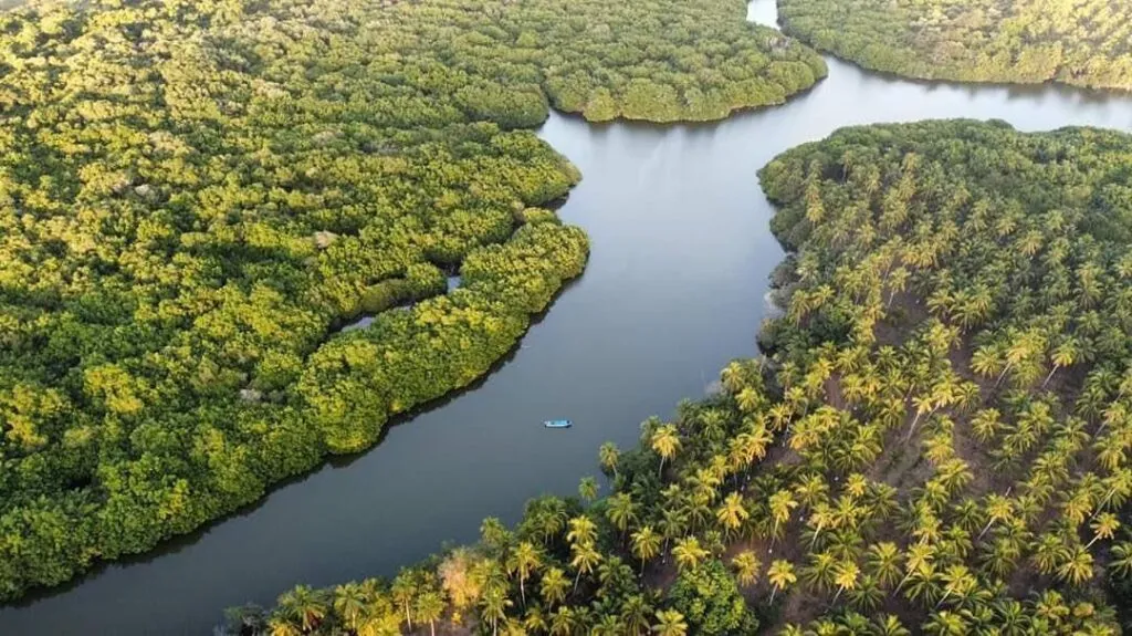 Manglares de Michoacán, más de 4 mil hectáreas de tesoro natural bajo protección: Secma
