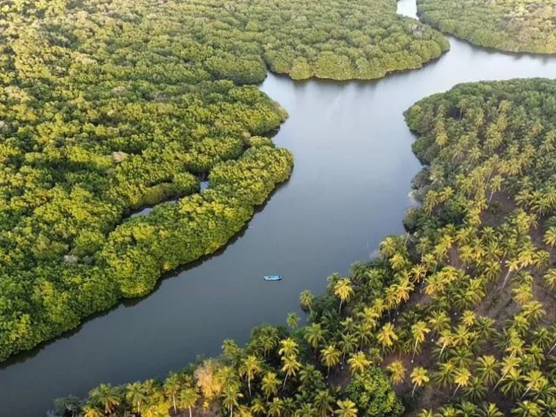 Manglares de Michoacán, más de 4 mil hectáreas de tesoro natural bajo protección: Secma