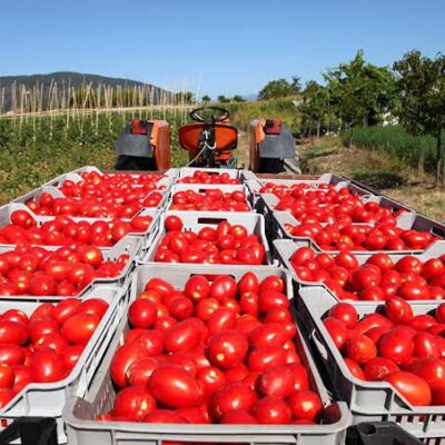 México rechaza cuota del 17% al tomate fresco por injusta